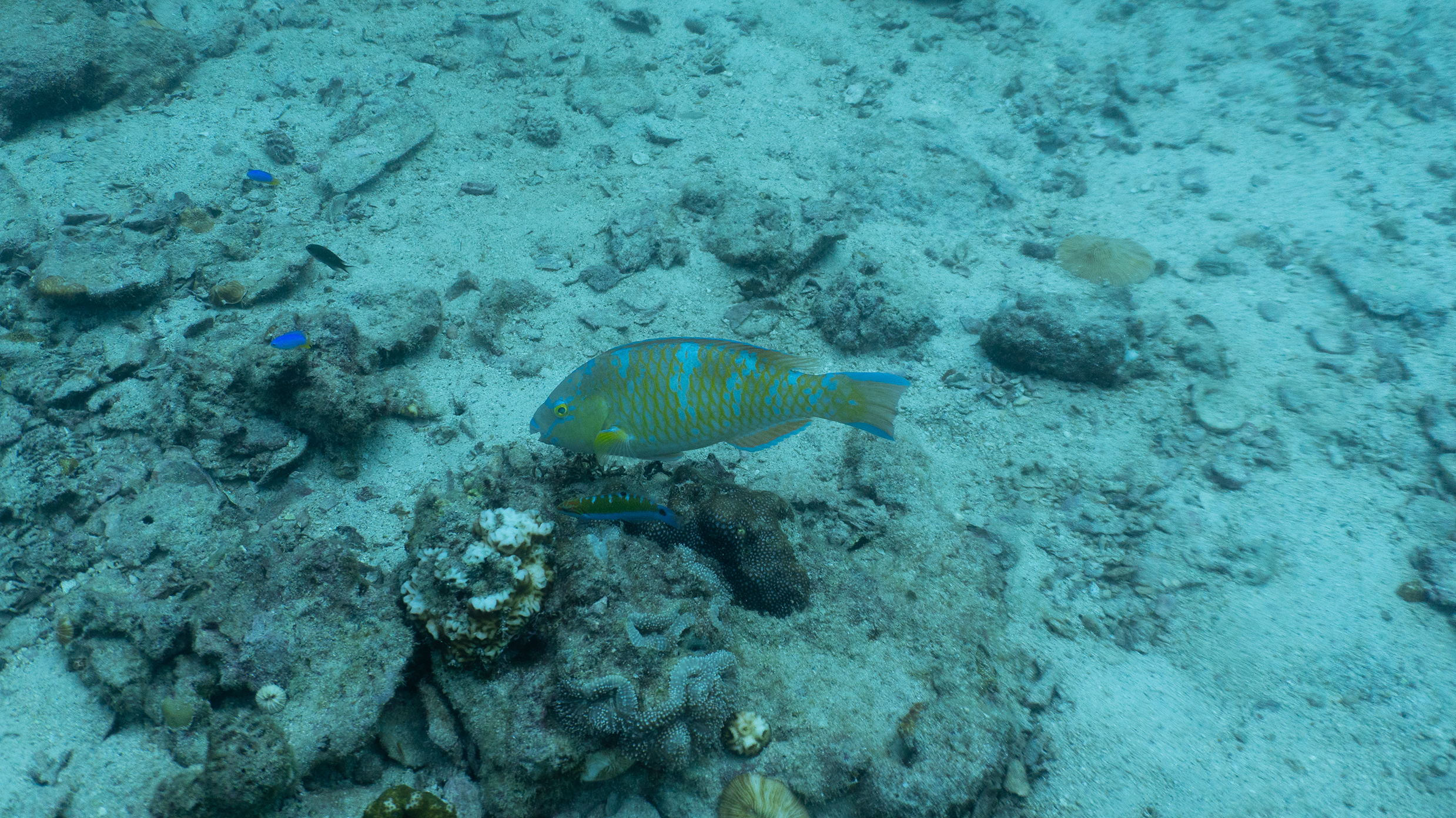 Жёлточешуйный попугай