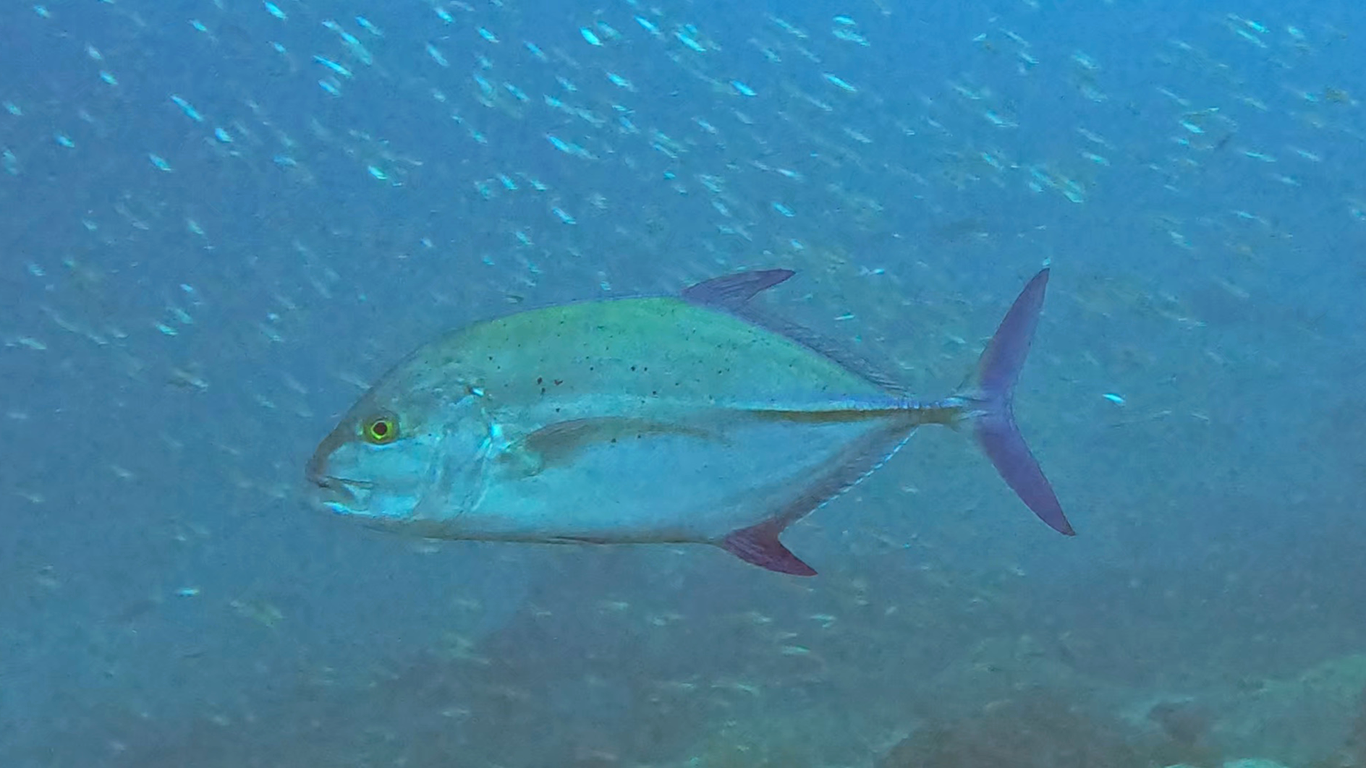 Синепёрый каранкс