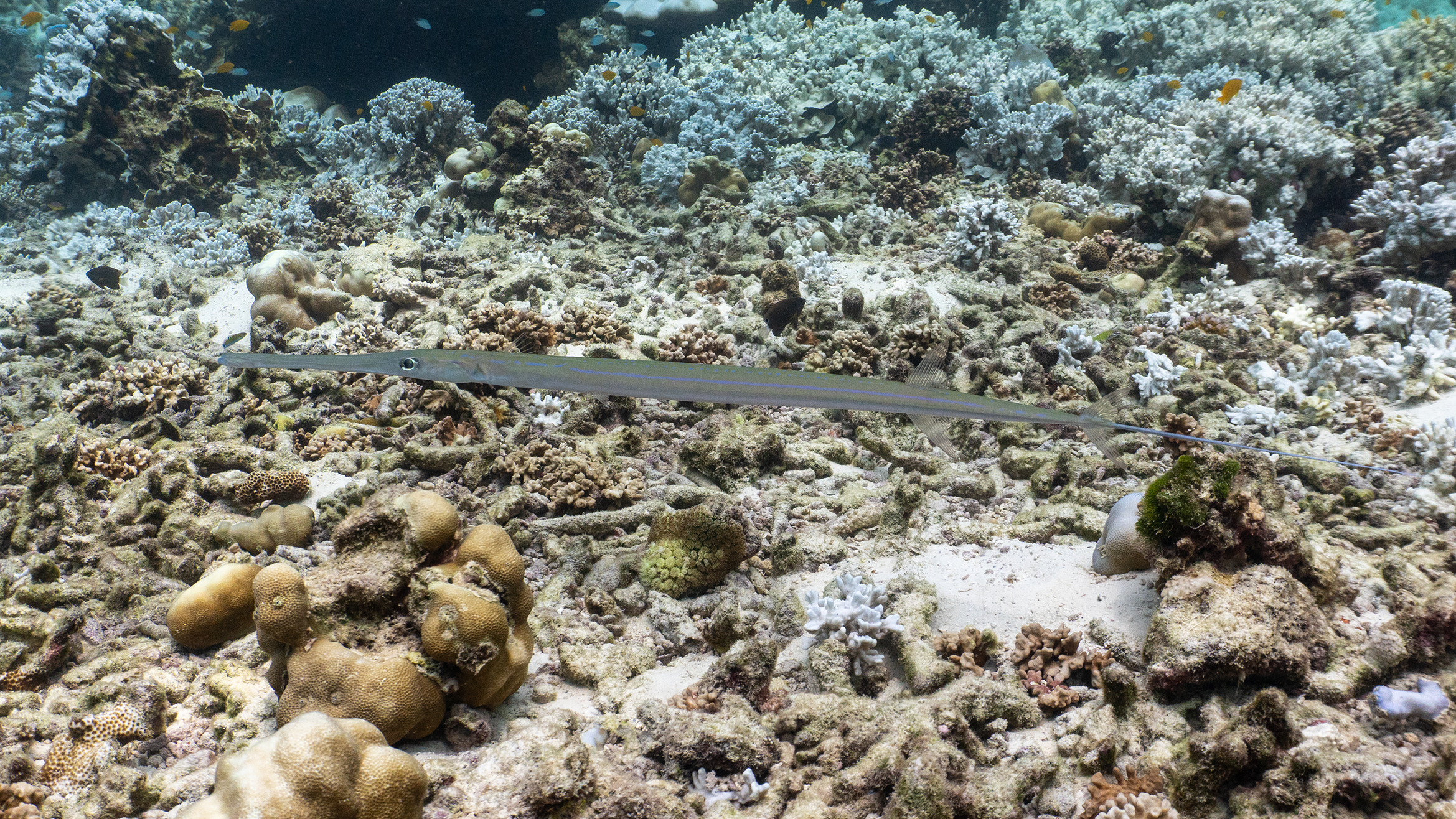 Bluespotted cornetfish