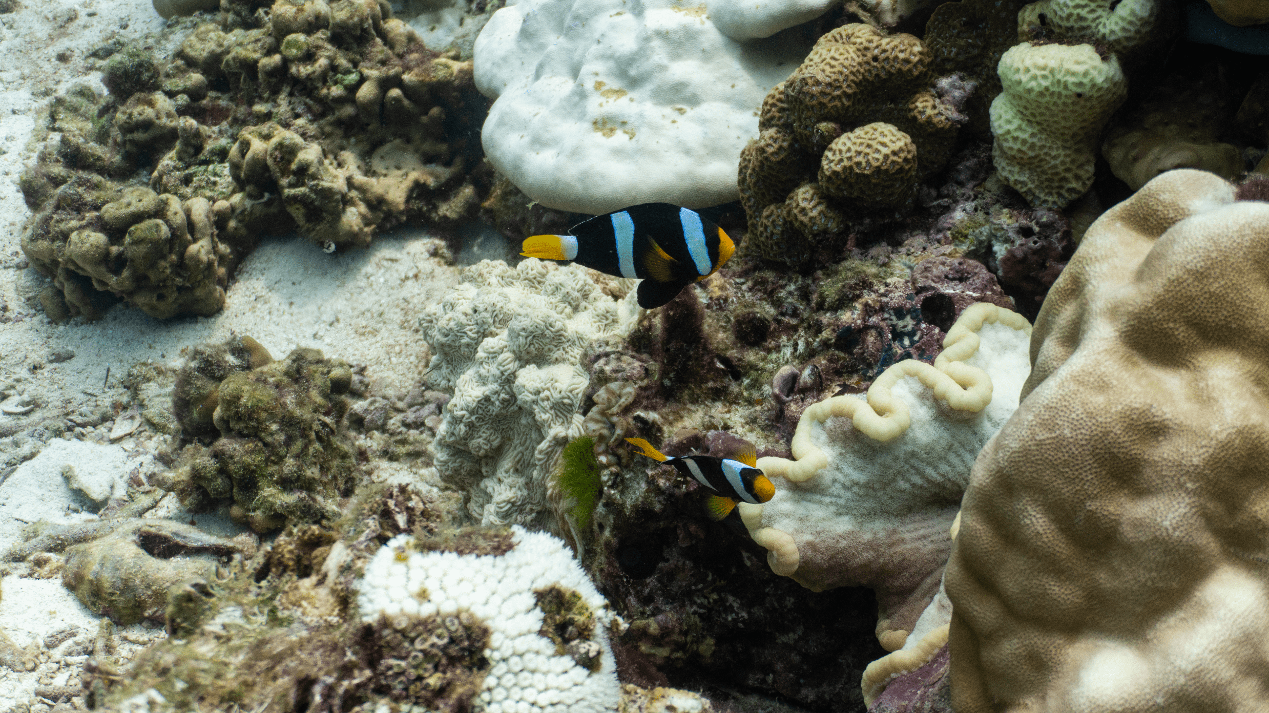 Clark's anemonefish