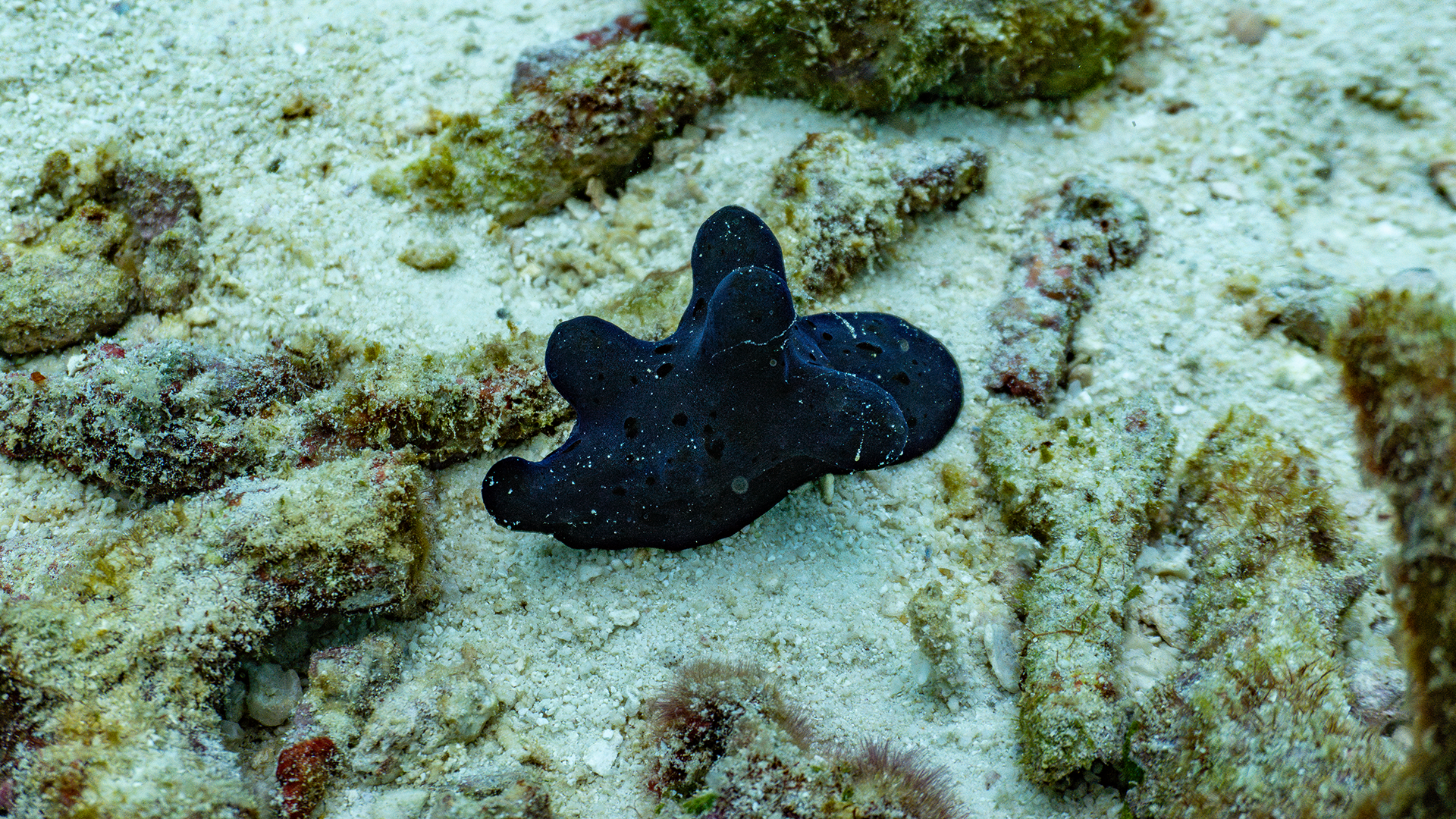 Кориоцелла Хиби