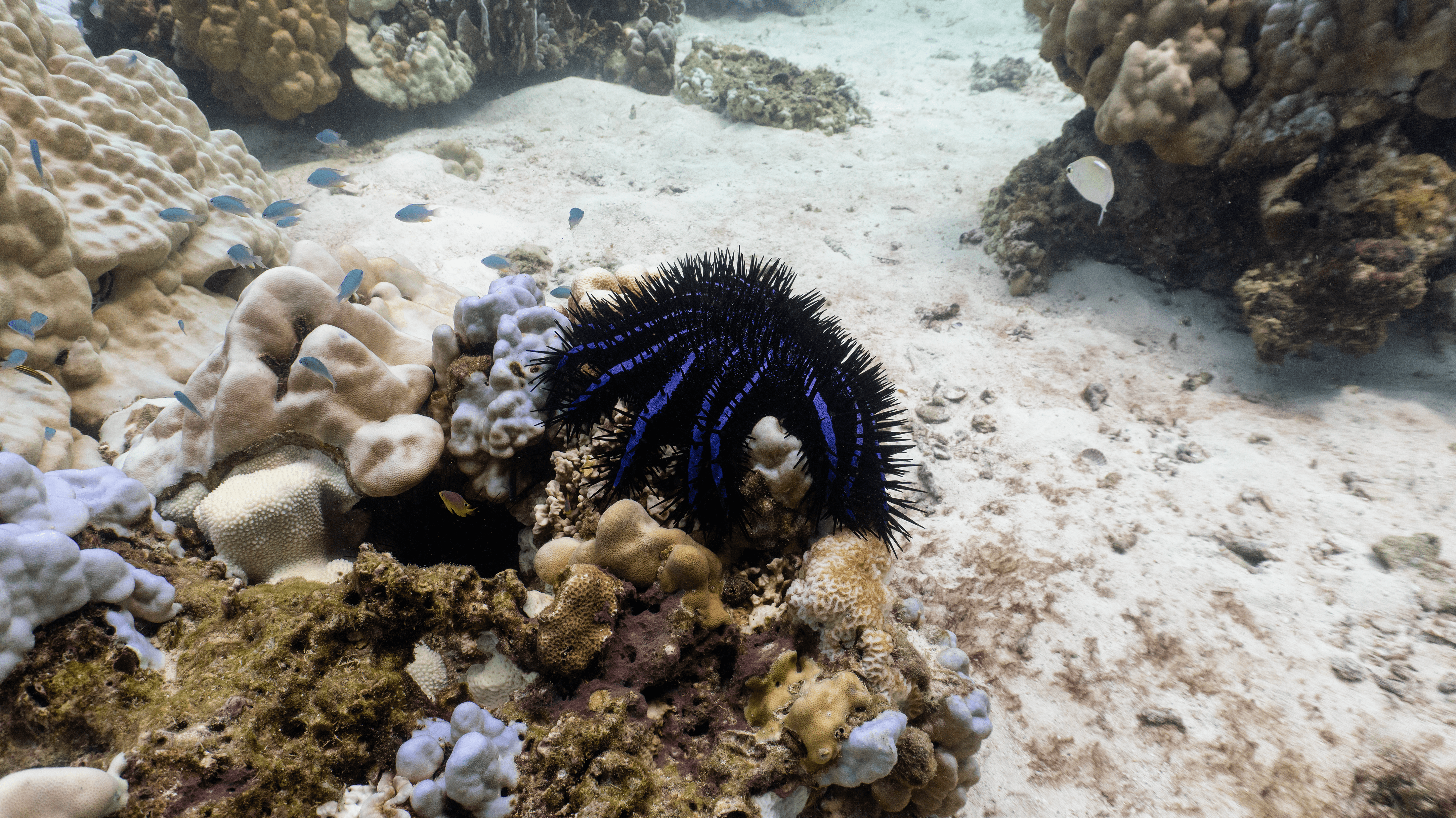 Crown-of-thorns starfish