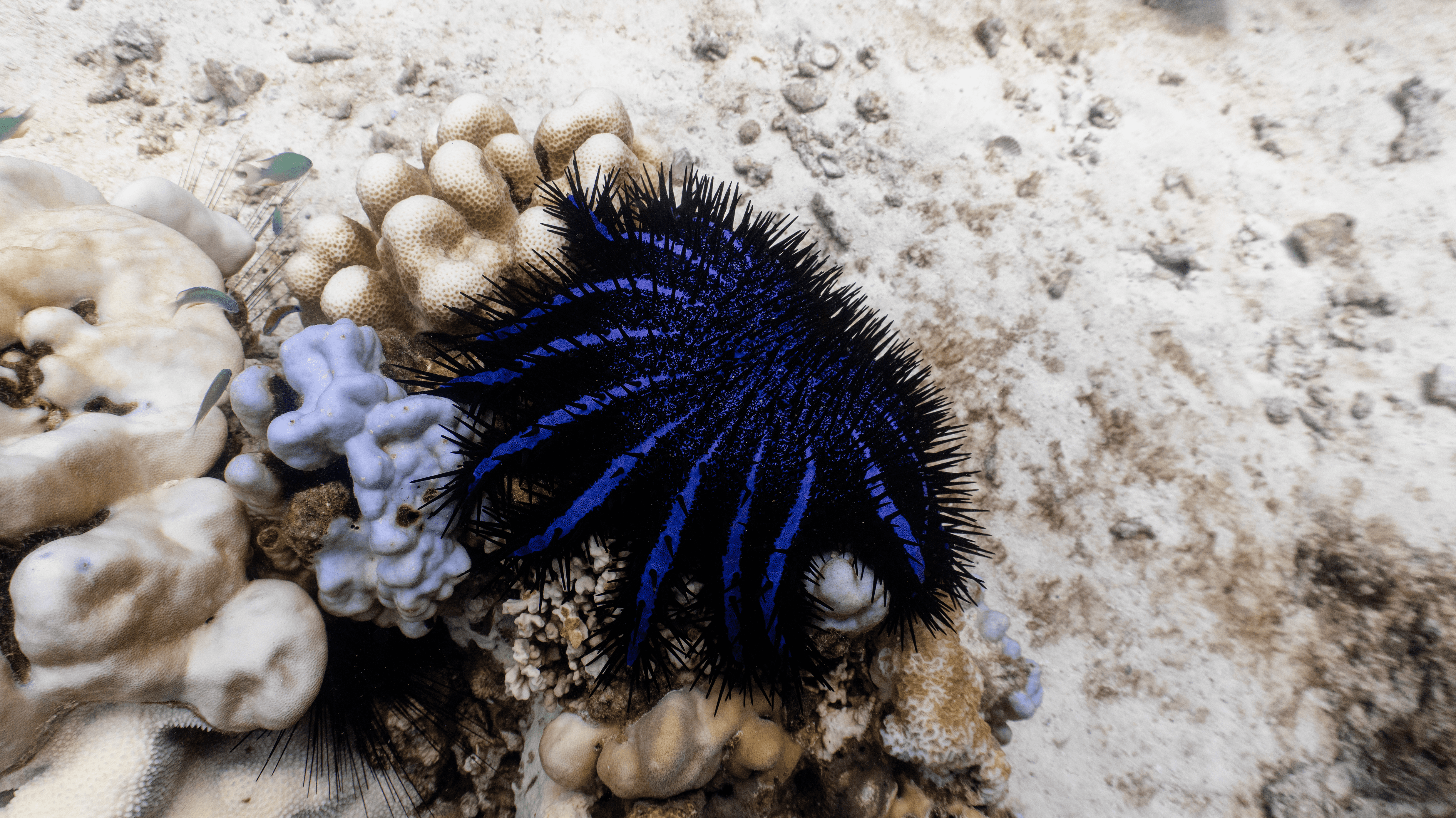 Crown-of-thorns starfish