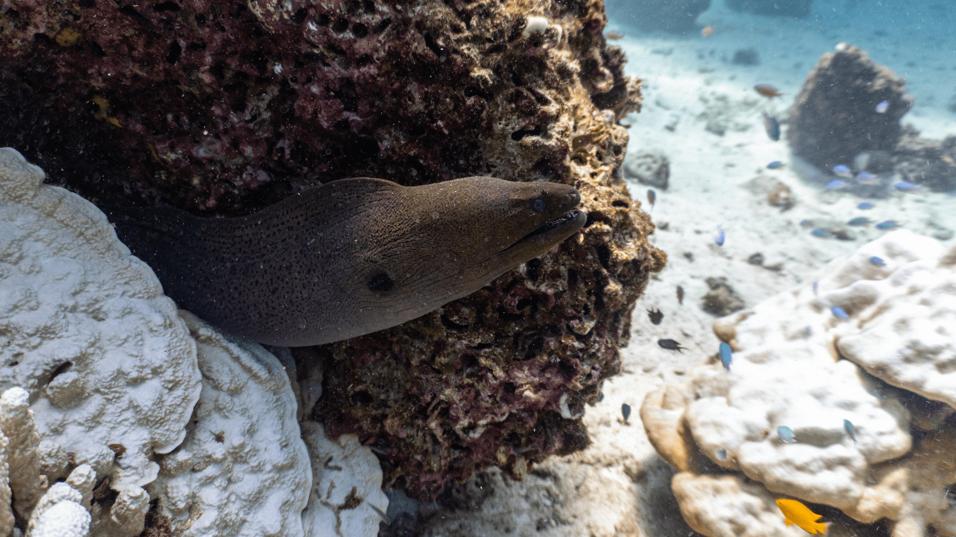 Giant Moray