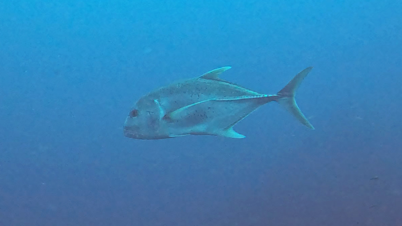 Большой каранкс