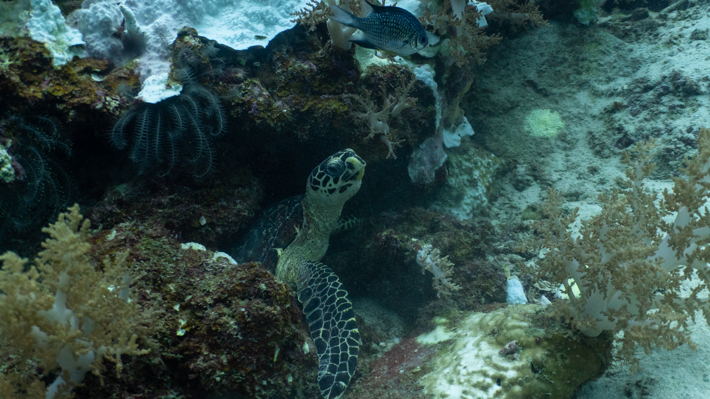 Зелёная черепаха