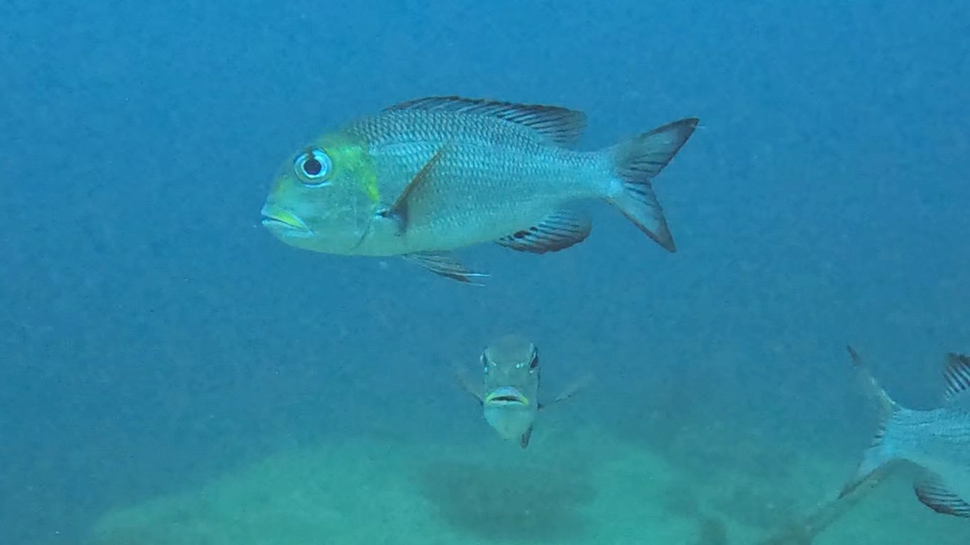 Большеглазый окунь