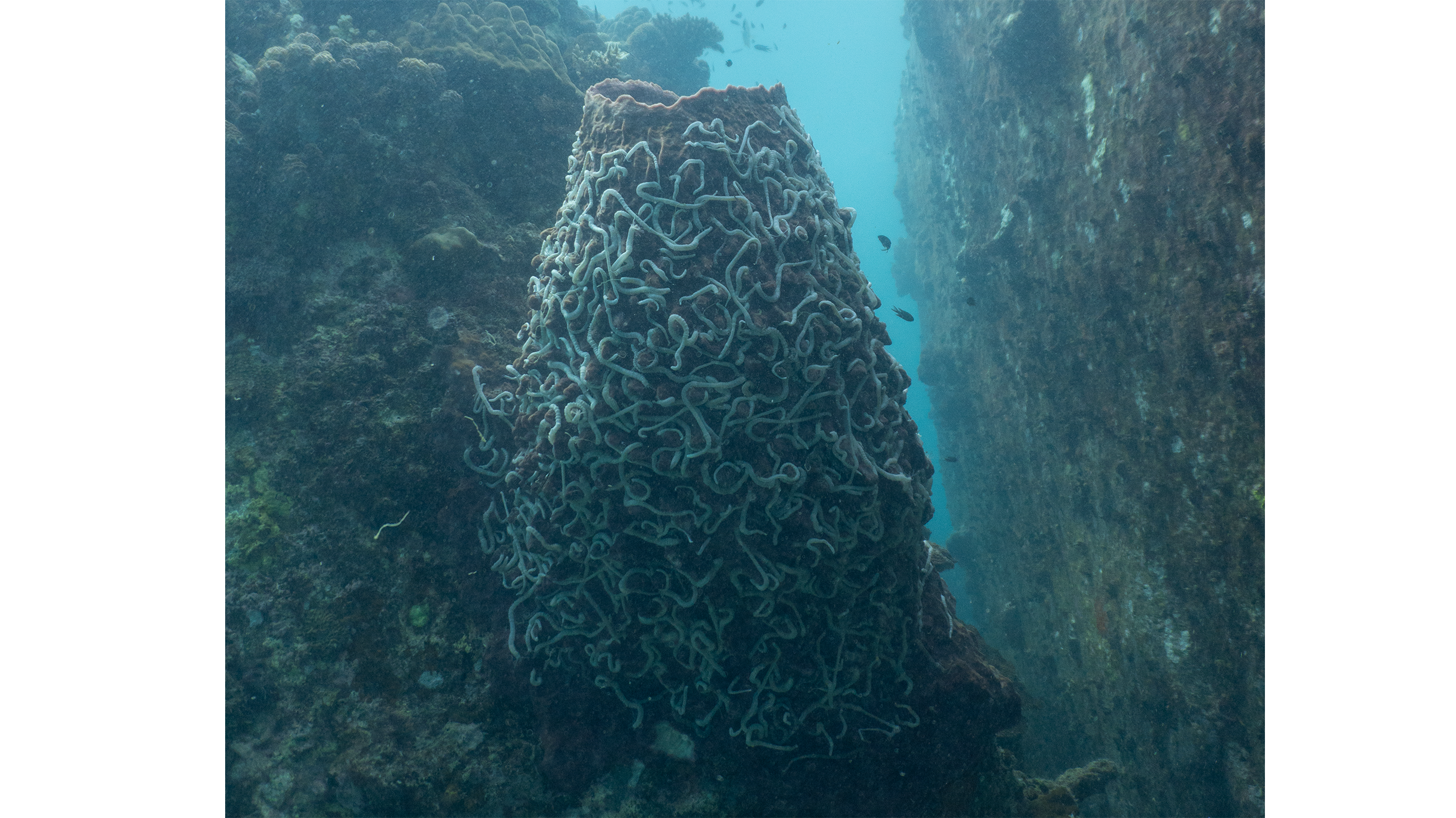 Lambert's Worm Sea Cucumbers