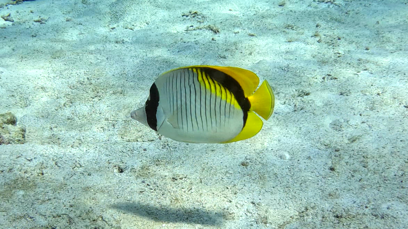 Lined butterflyfish