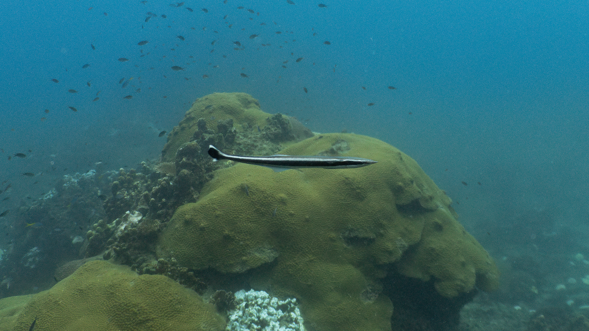 Обыкновенная прилипала