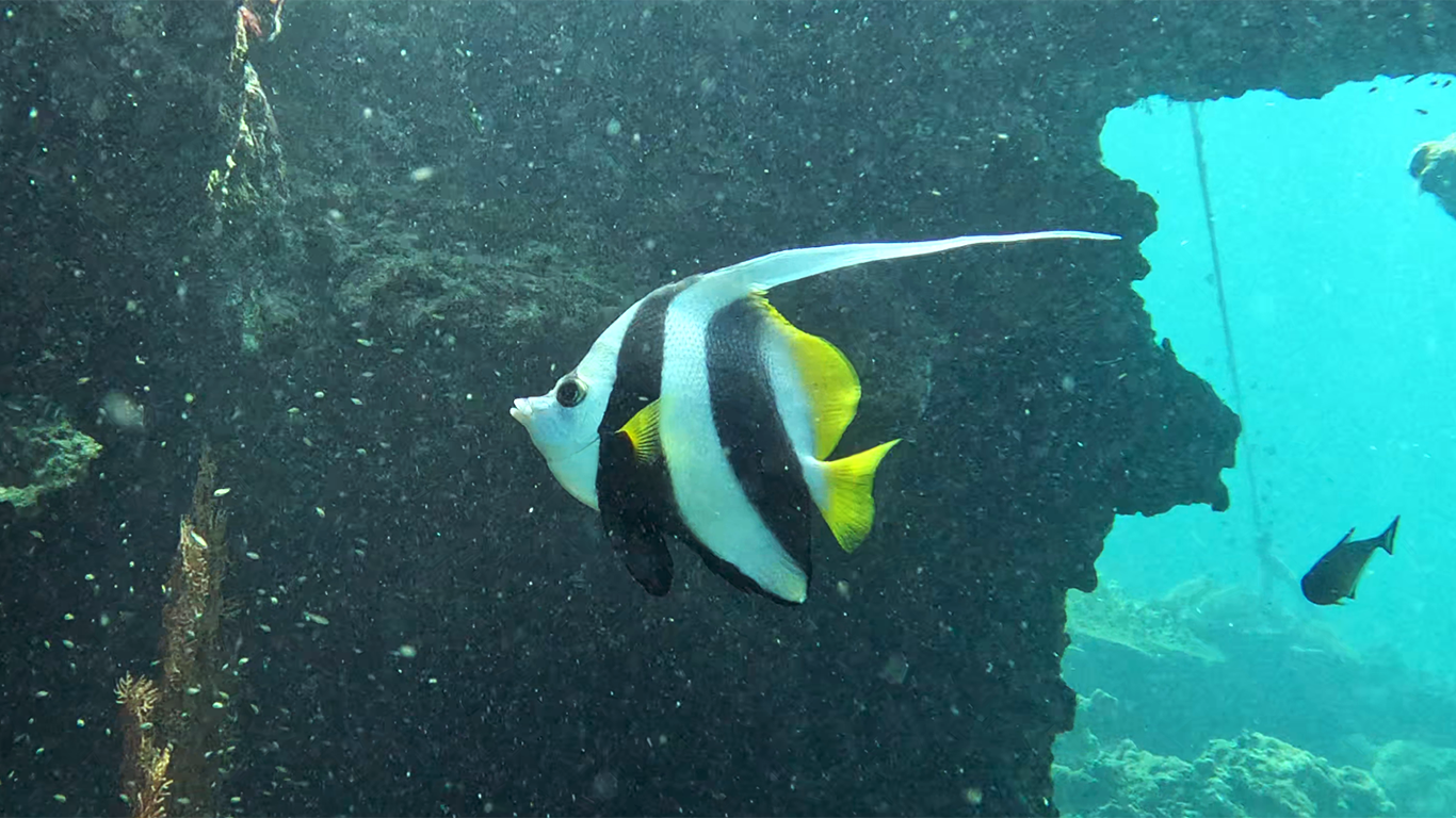 Longfin bannerfish