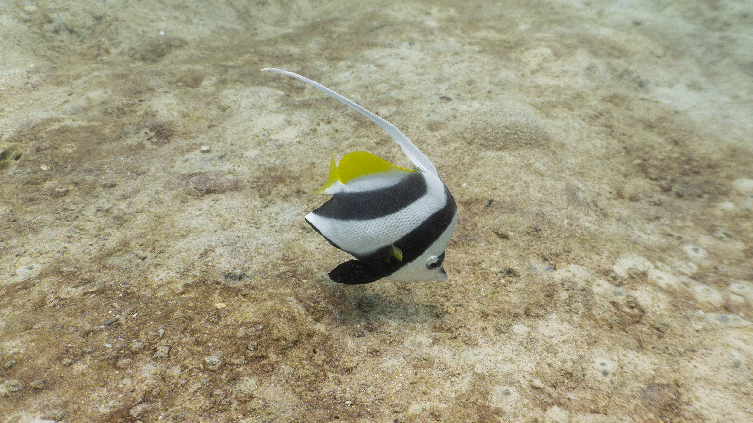 Longfin bannerfish