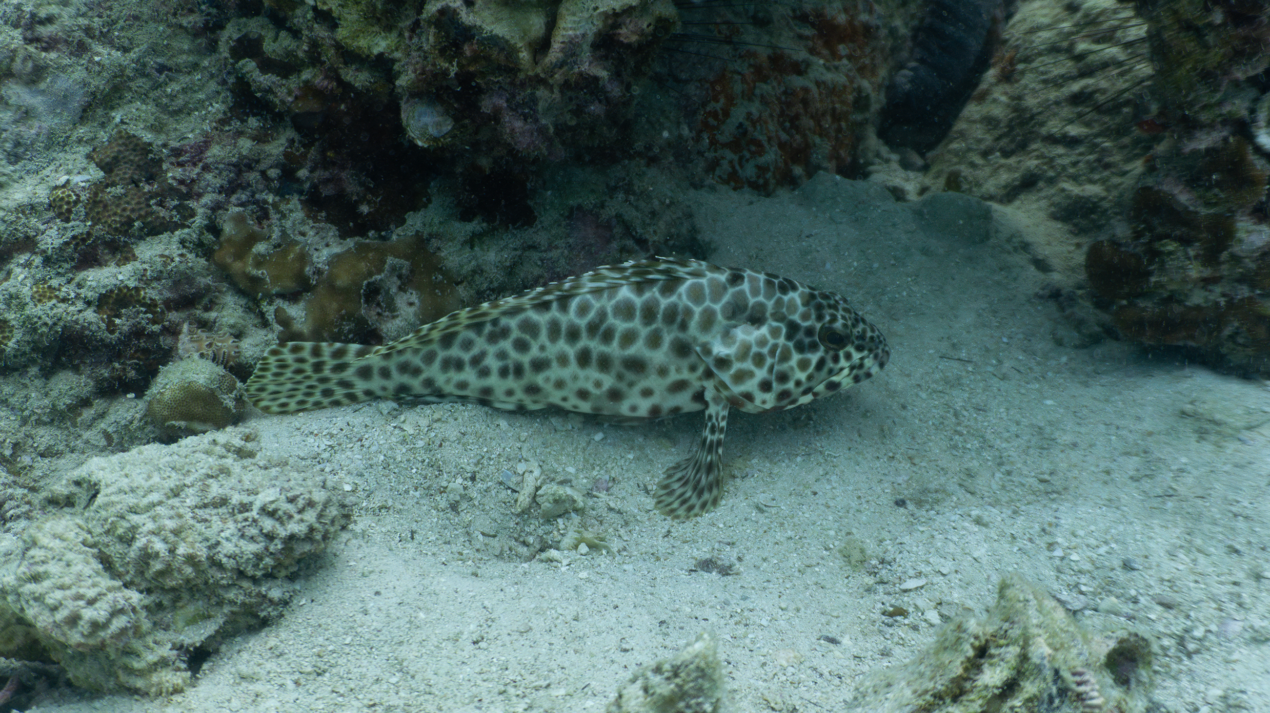 Longfin grouper
