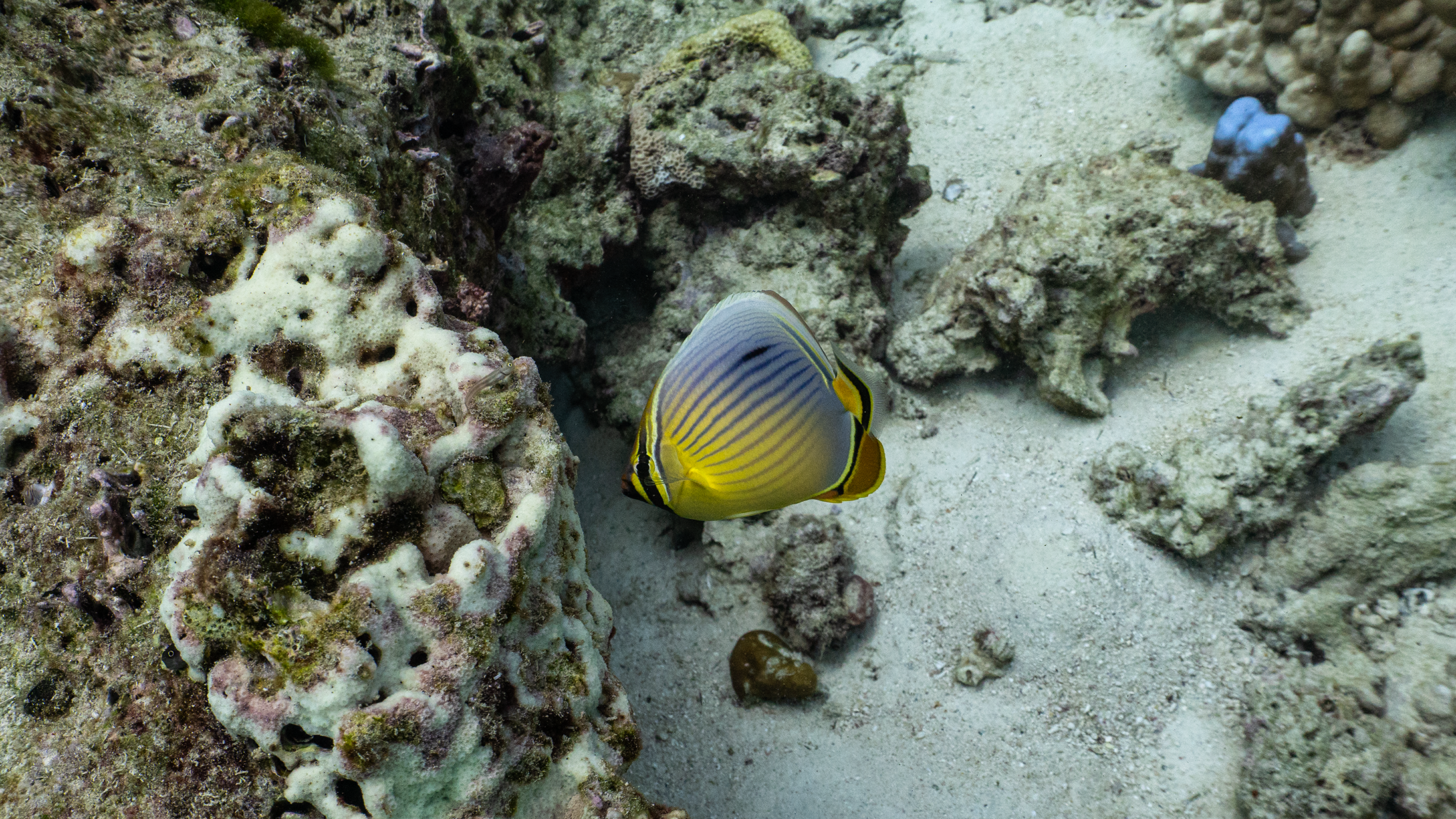Melon butterflyfish