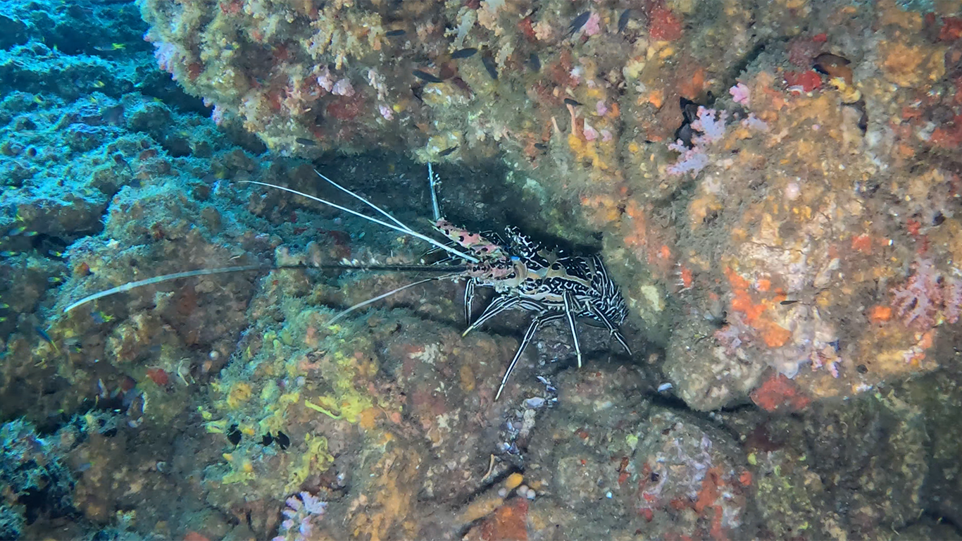 Лангуст синеполосый