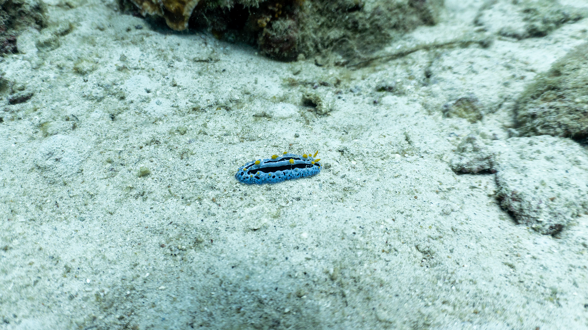 Phyllidia coelestis