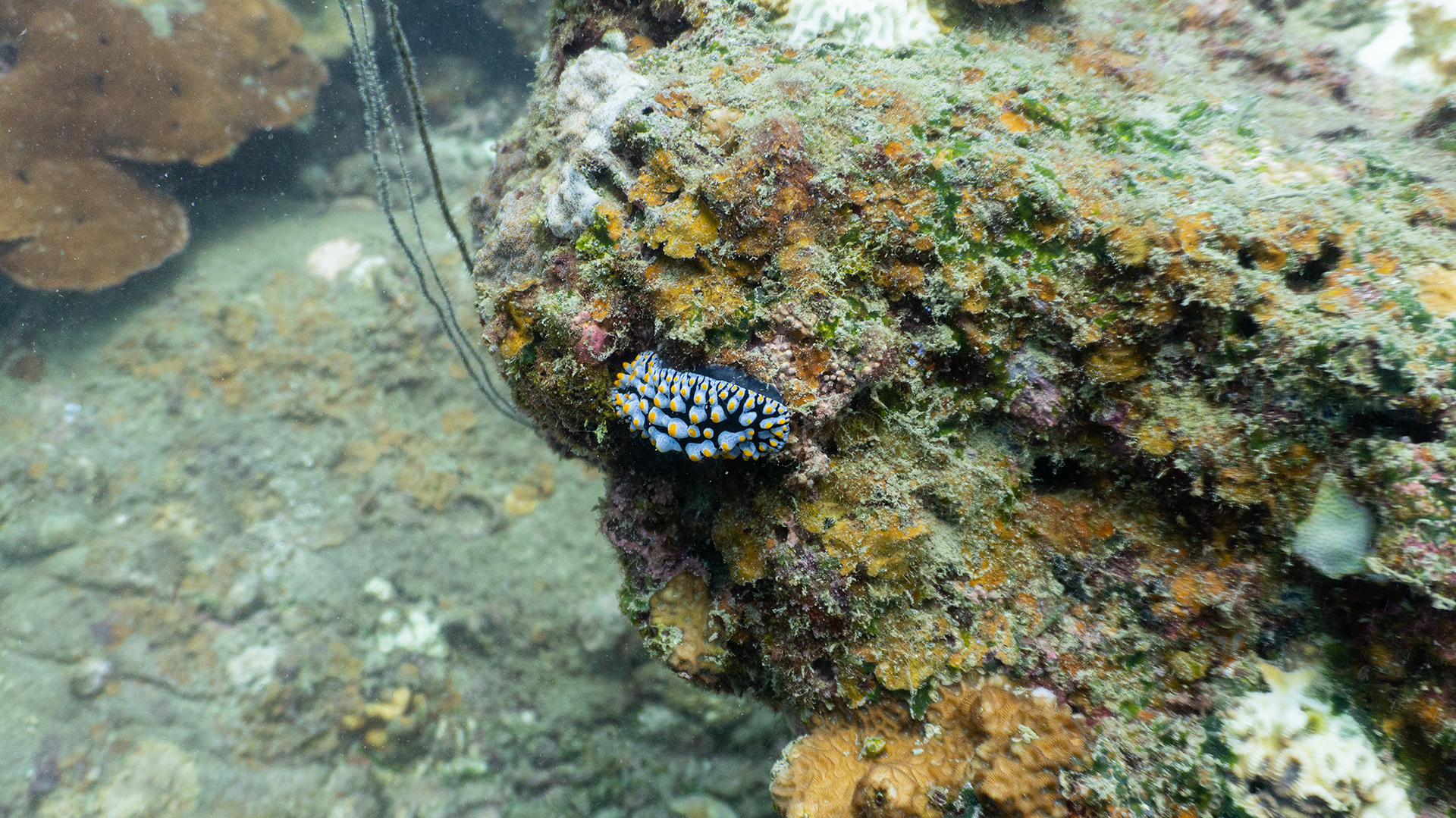 Варикозная филлидия