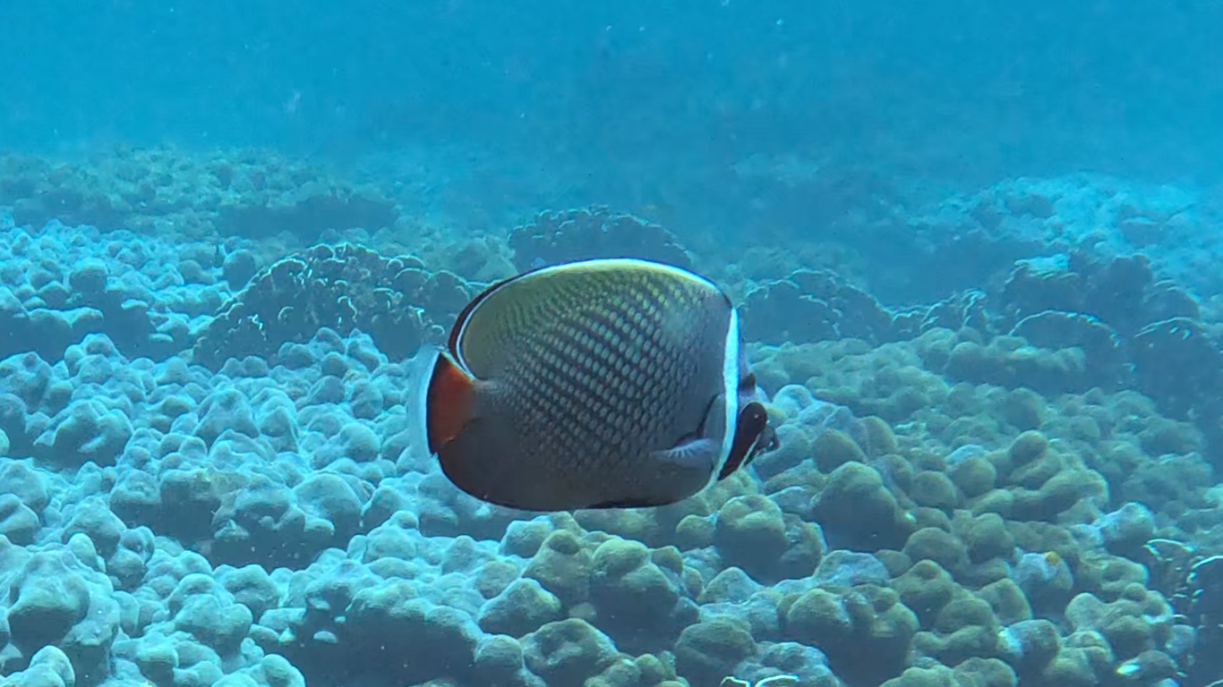 Redtail butterflyfish
