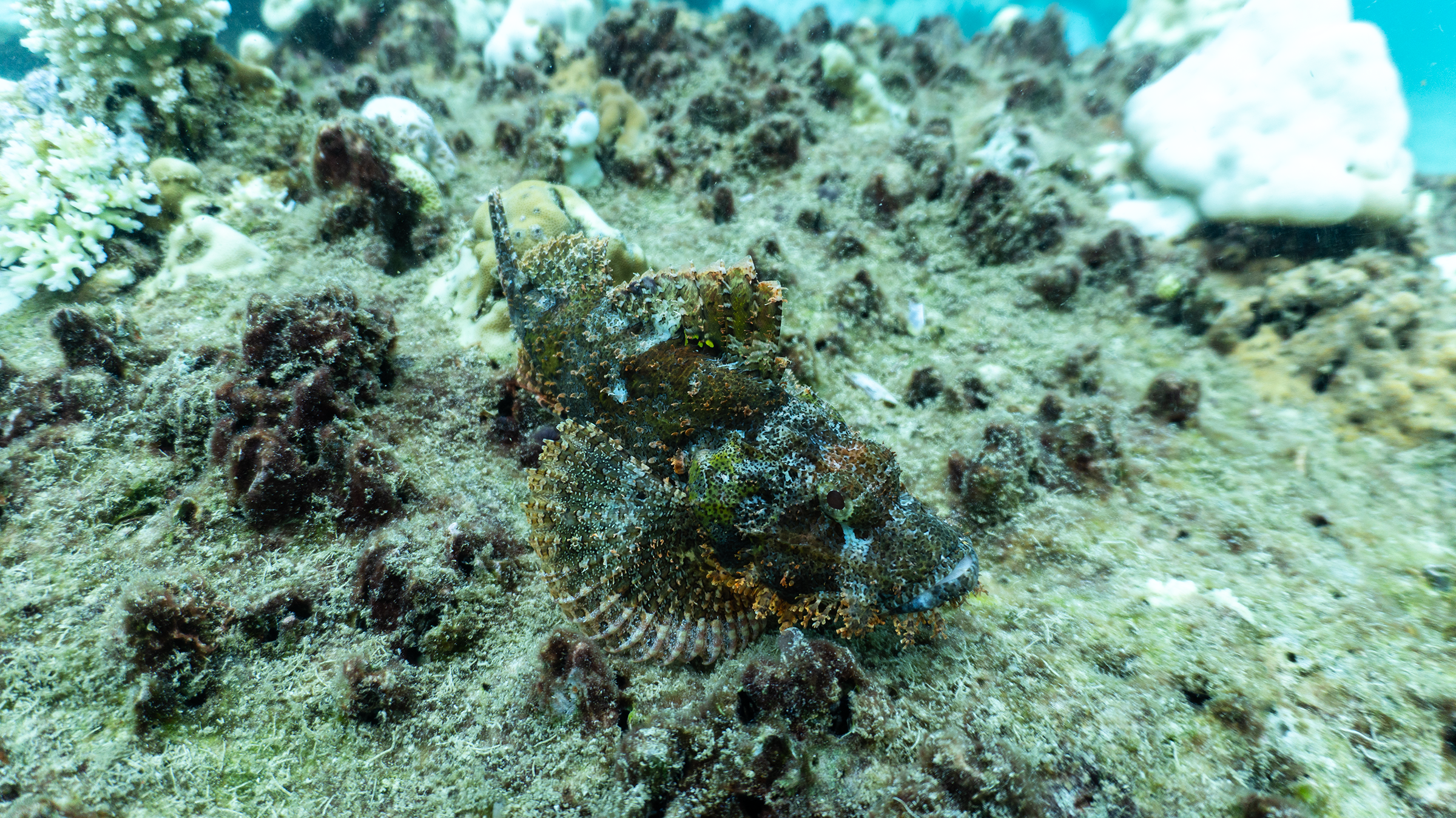 Scorpionfish