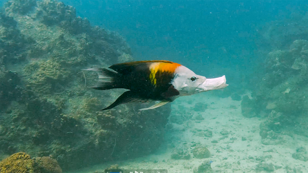 Slingjaw Wrasse
