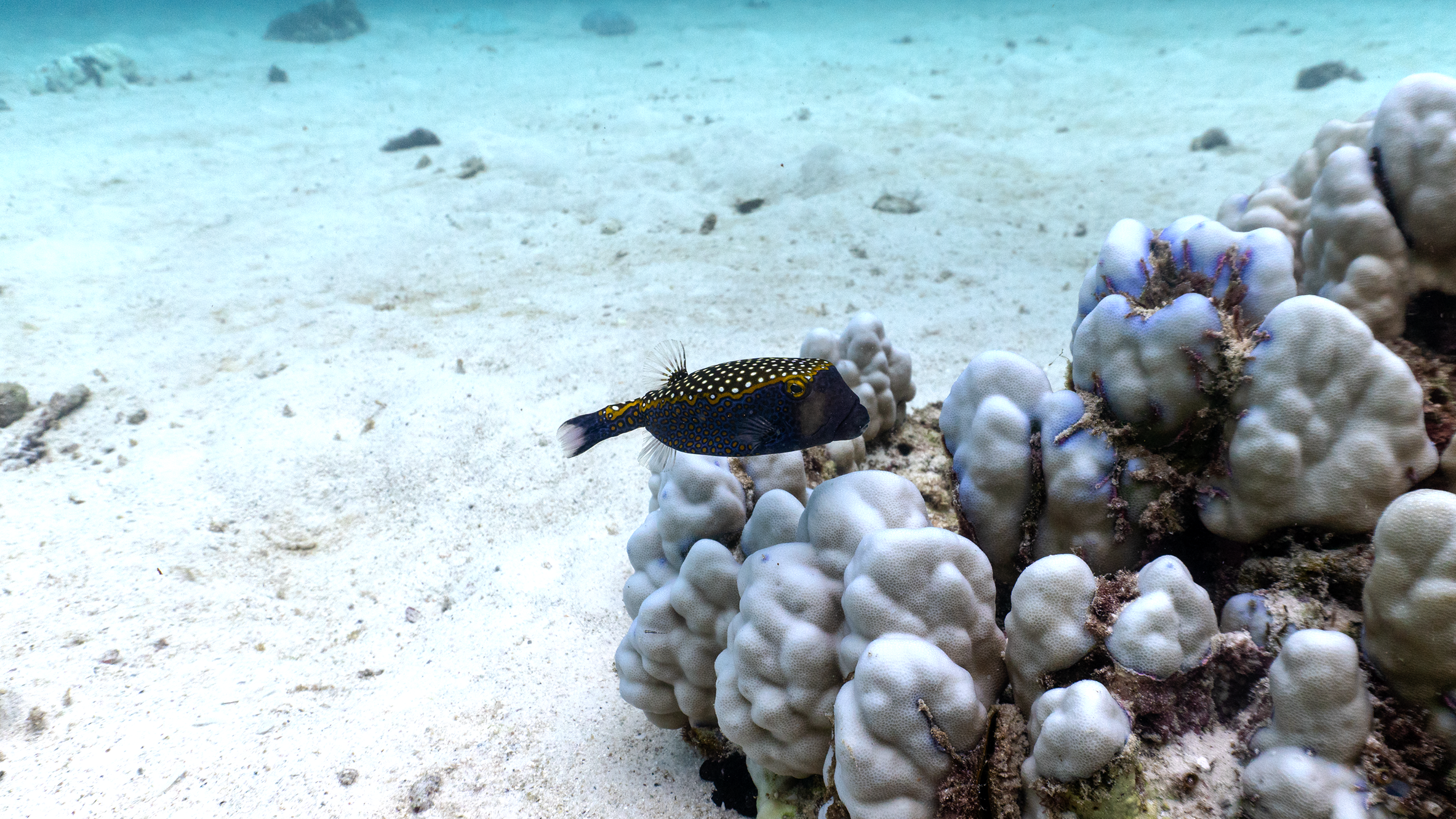 White-spotted boxfish