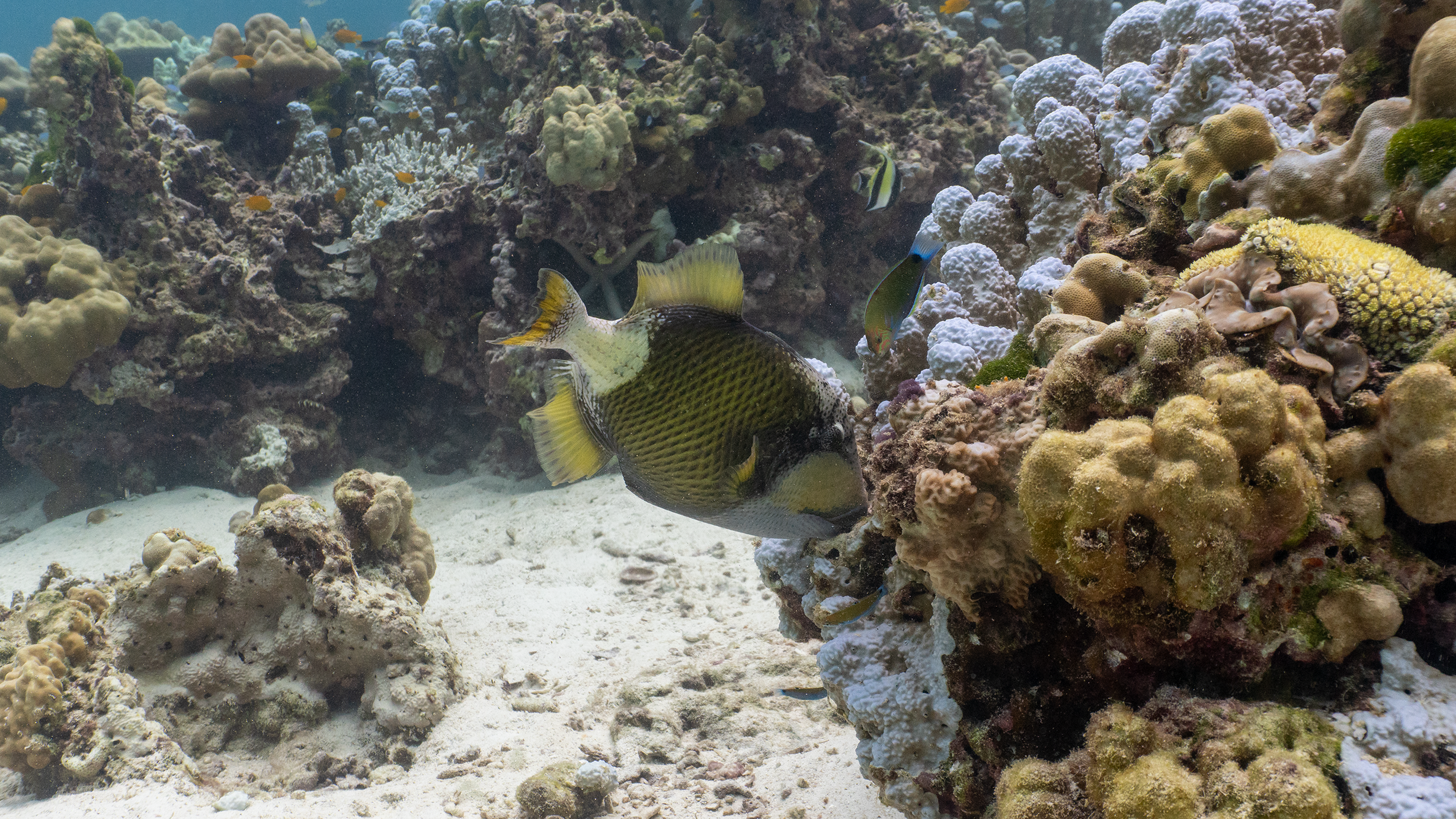 Titan triggerfish