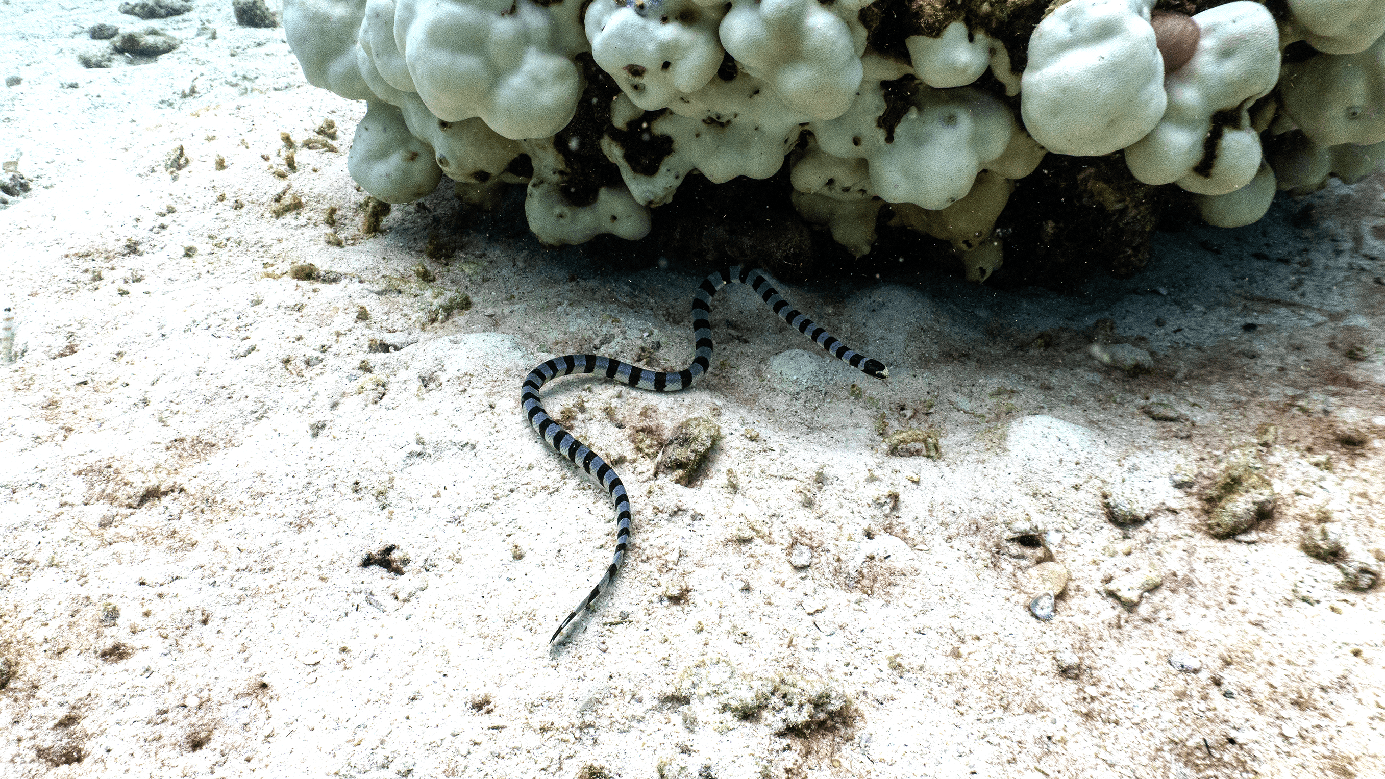 Sea kraits