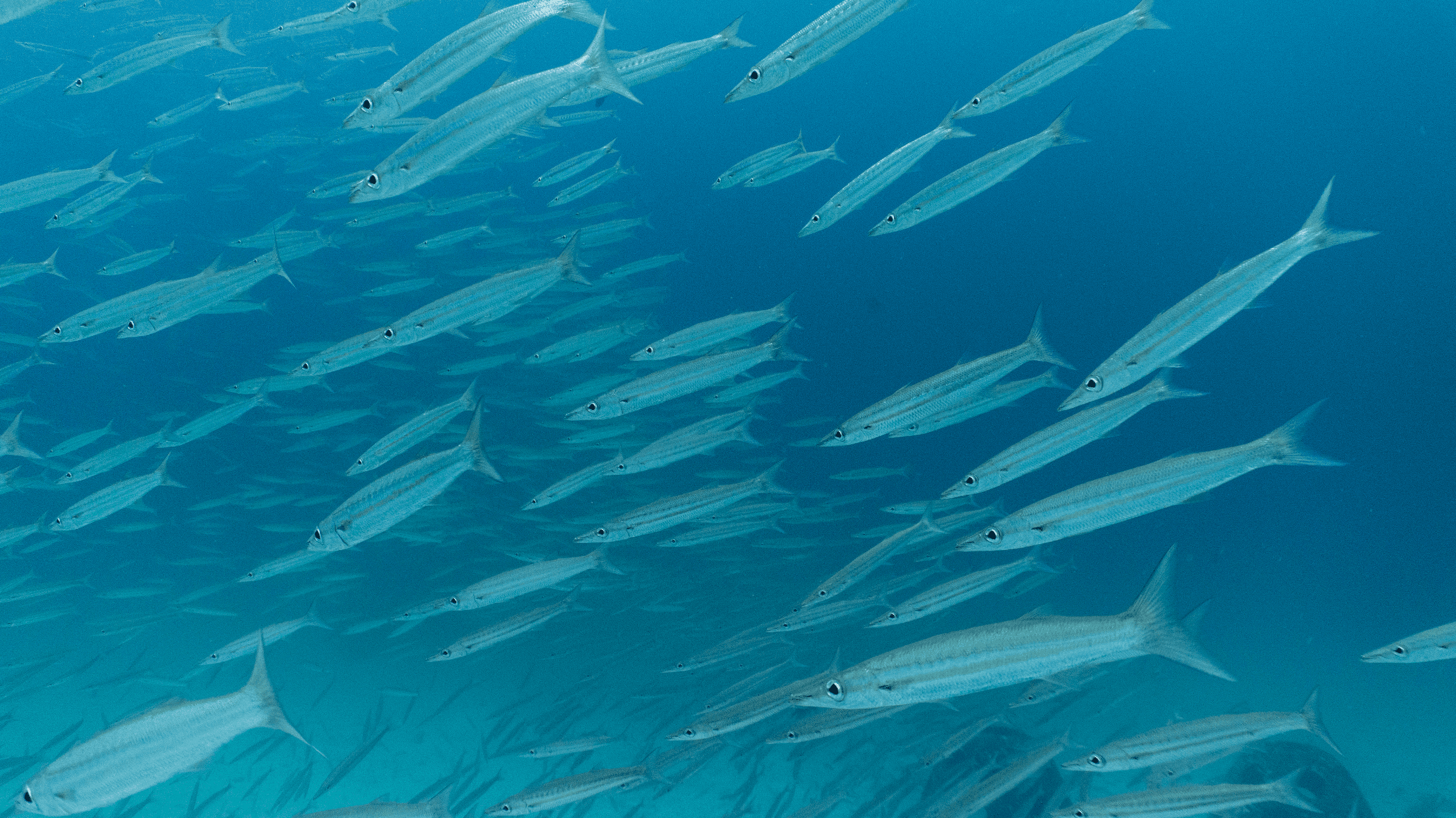 Yellowtail barracuda
