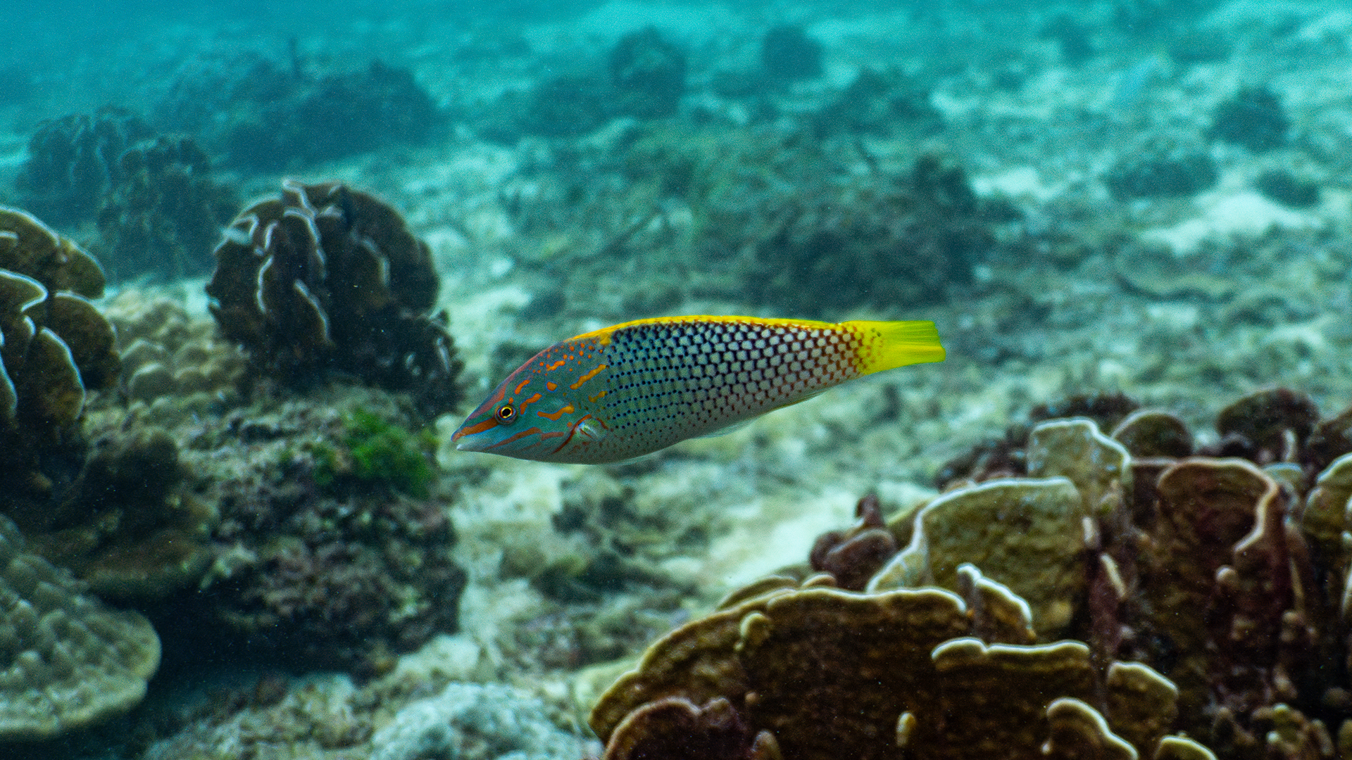 Желтохвостый губан