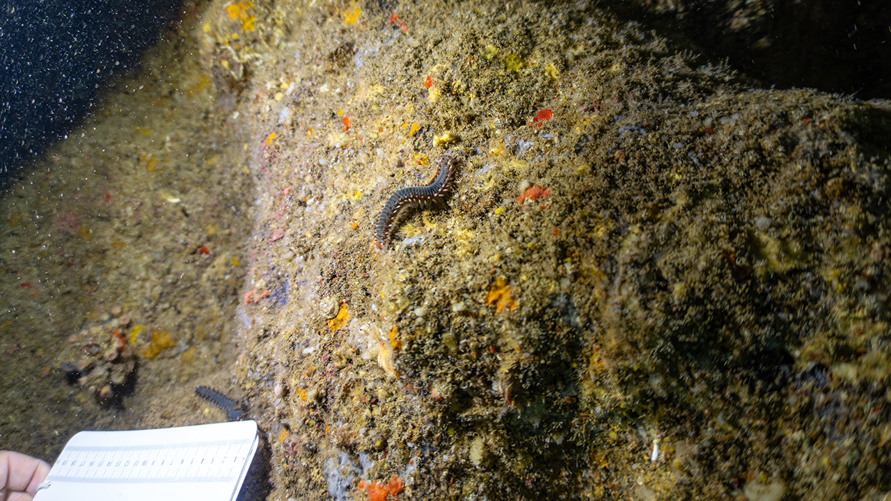 Hermodice carunculata