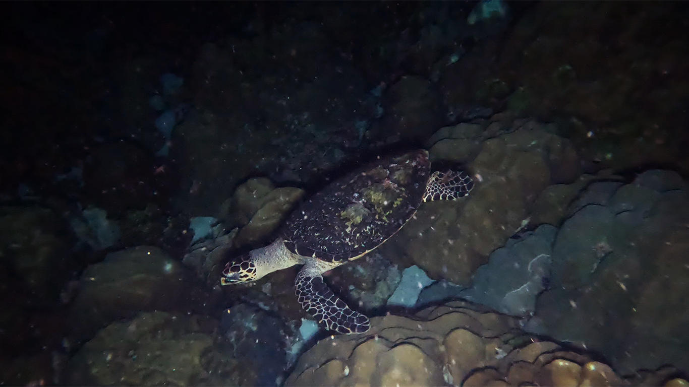 Woke up the turtle at night