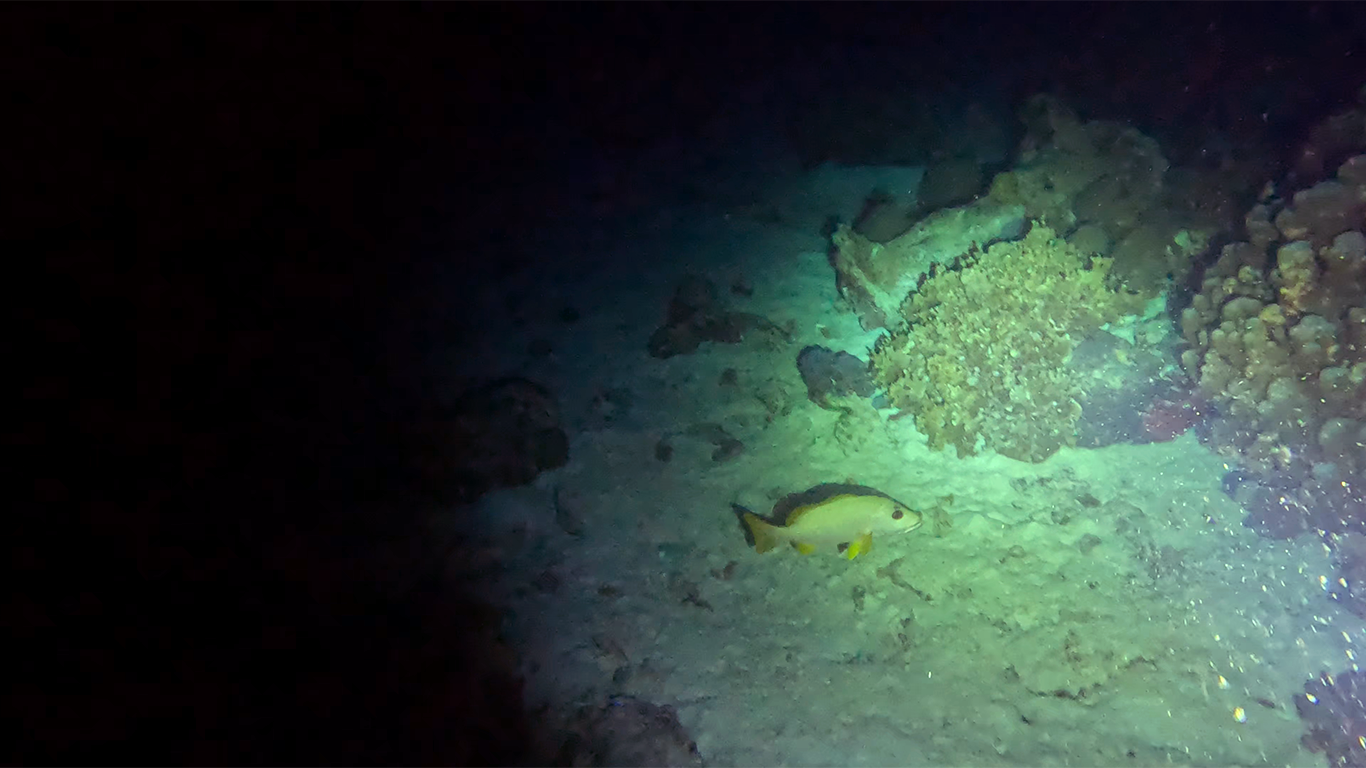 Didn't let the fish sleep either