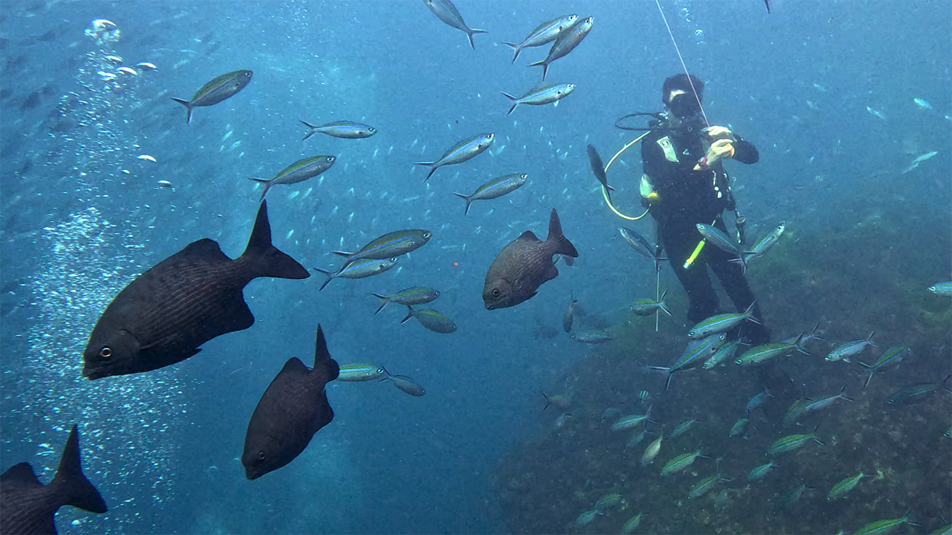 And again diver and fishies