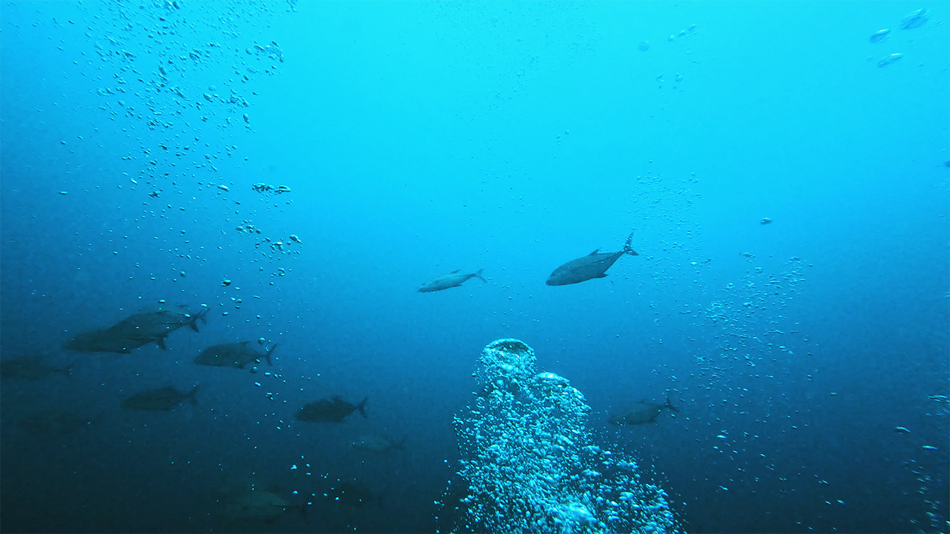 You will definitely see fish on safari