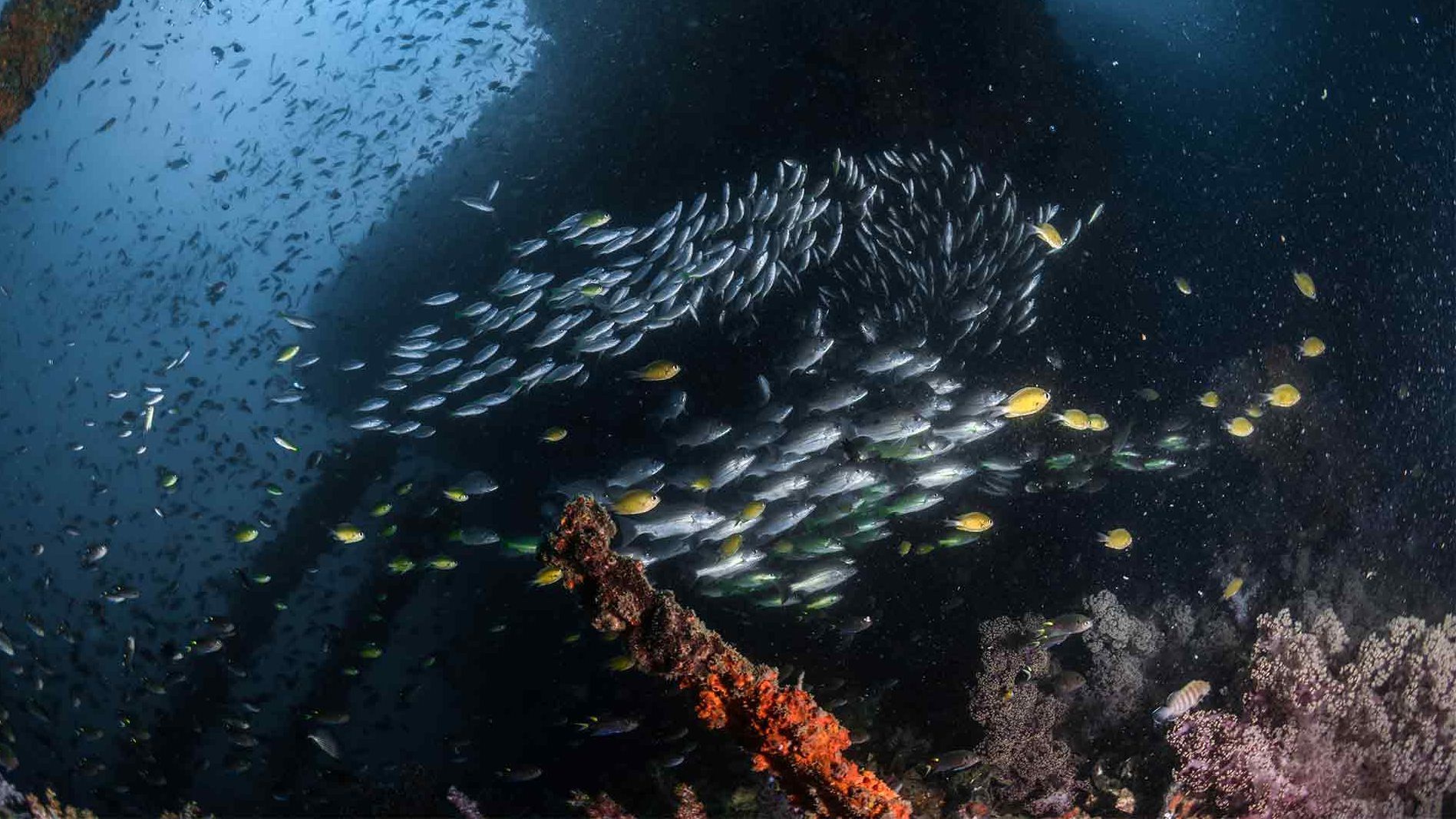 King Cruiser Underwater