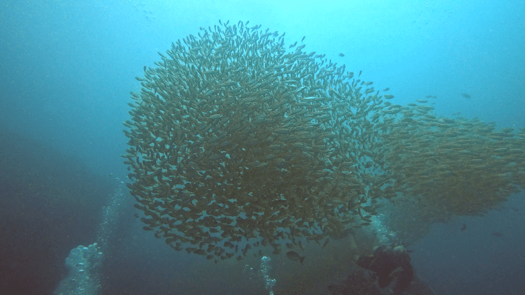 Мурмурация