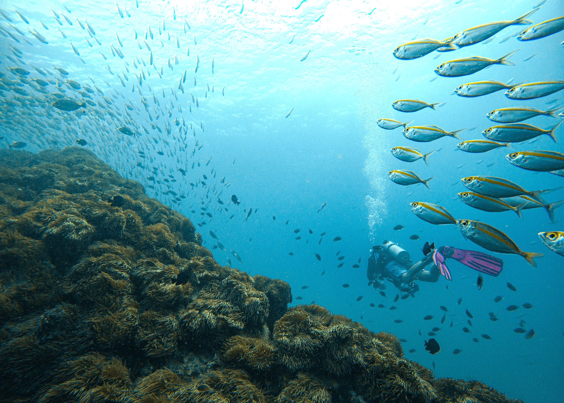 Beauty of the underwater world