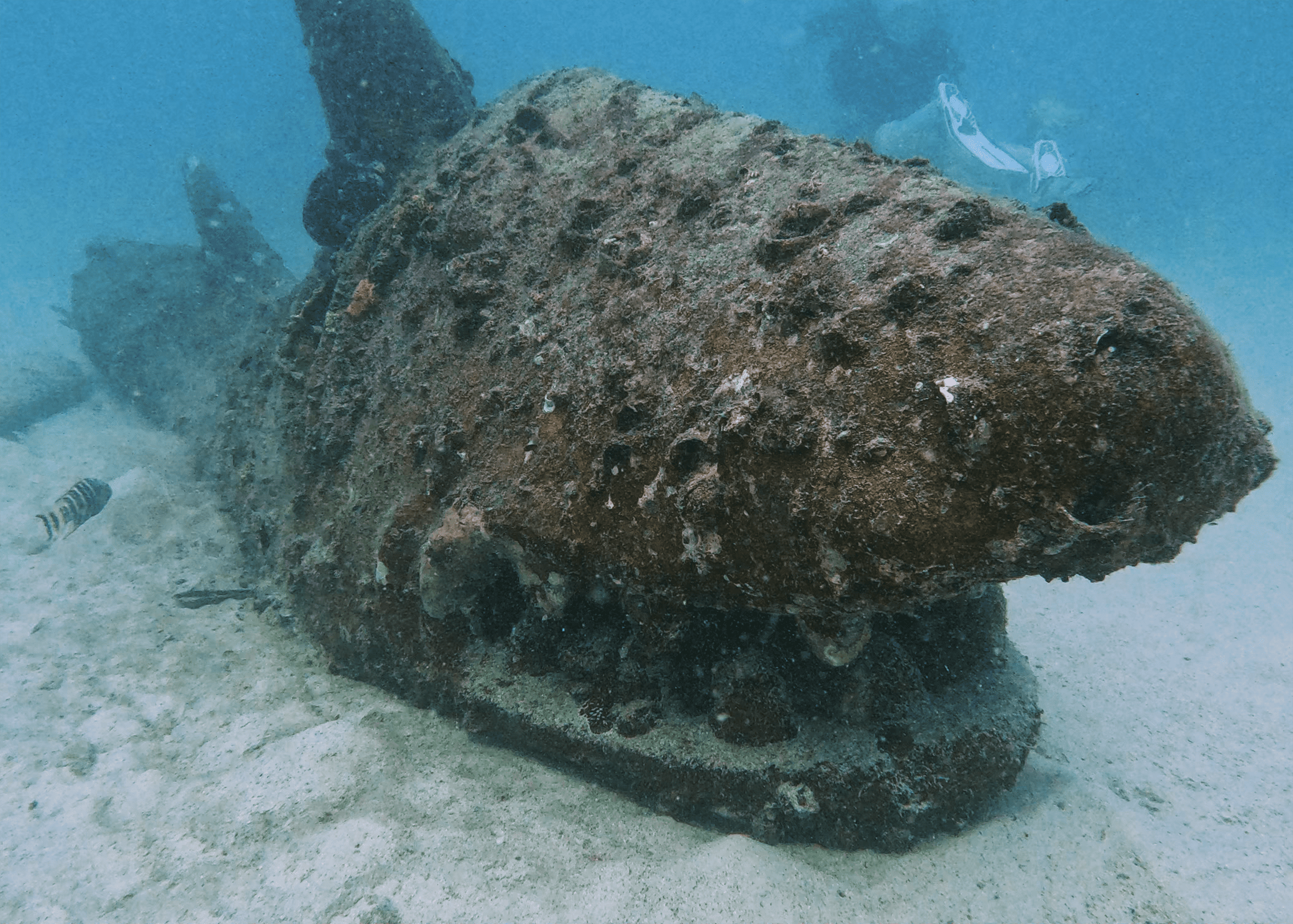 Shark. Well, kinda shark