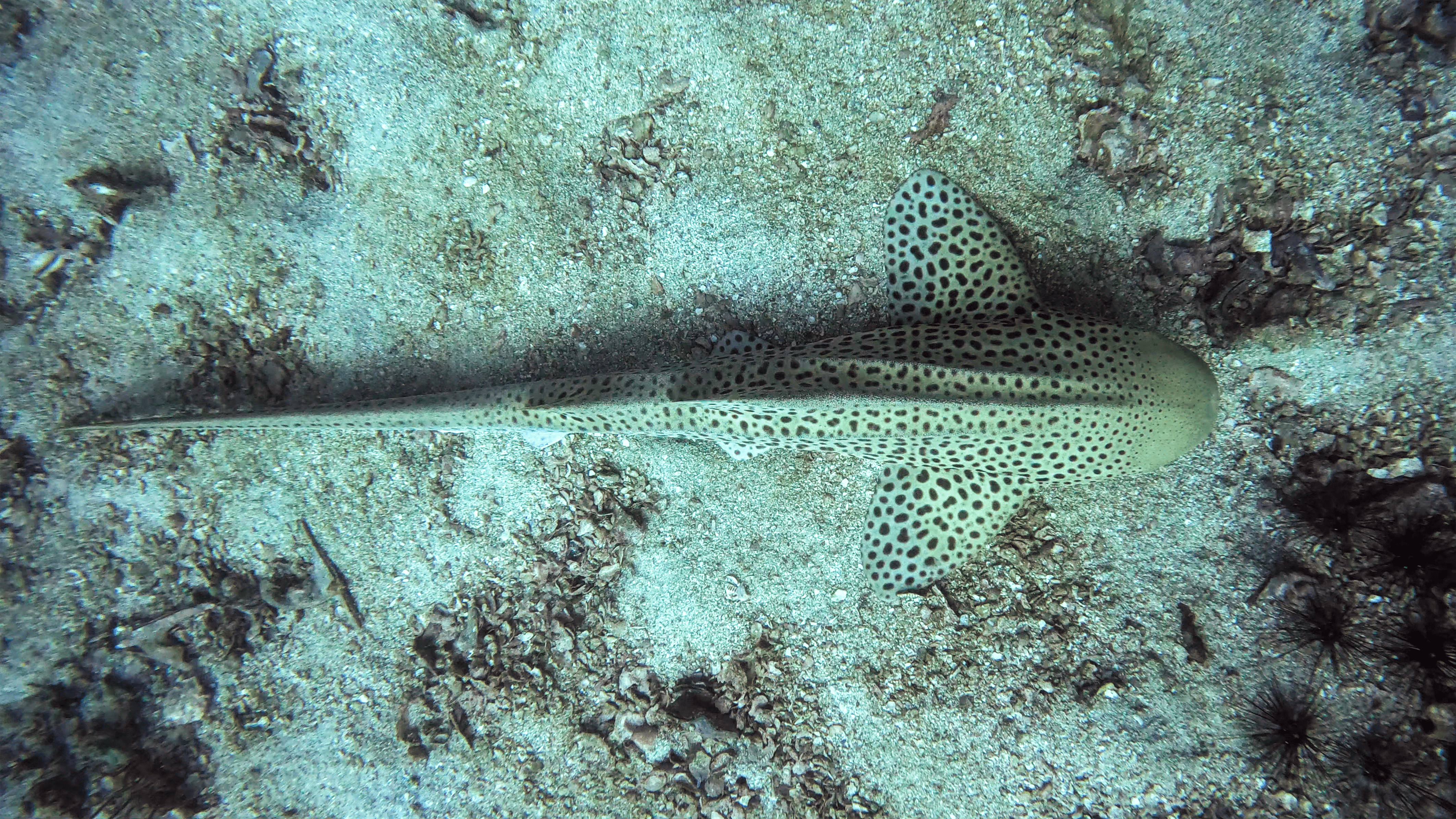 Leopard Shark