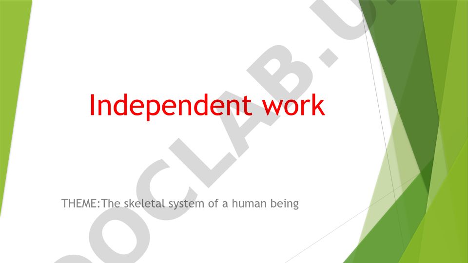 The skeletal system of a human being