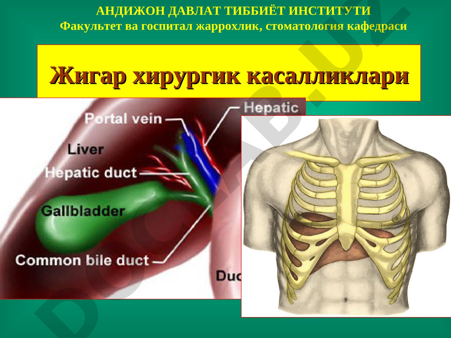 Жигар хирургик касалликлари