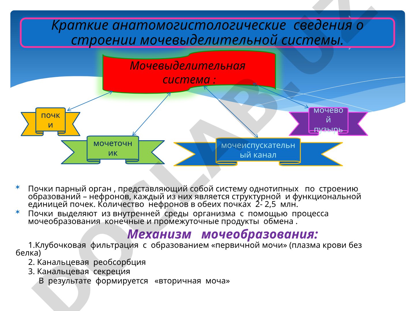 Почки и мочевыделительная система: строение, функции, механизм мочеобразования