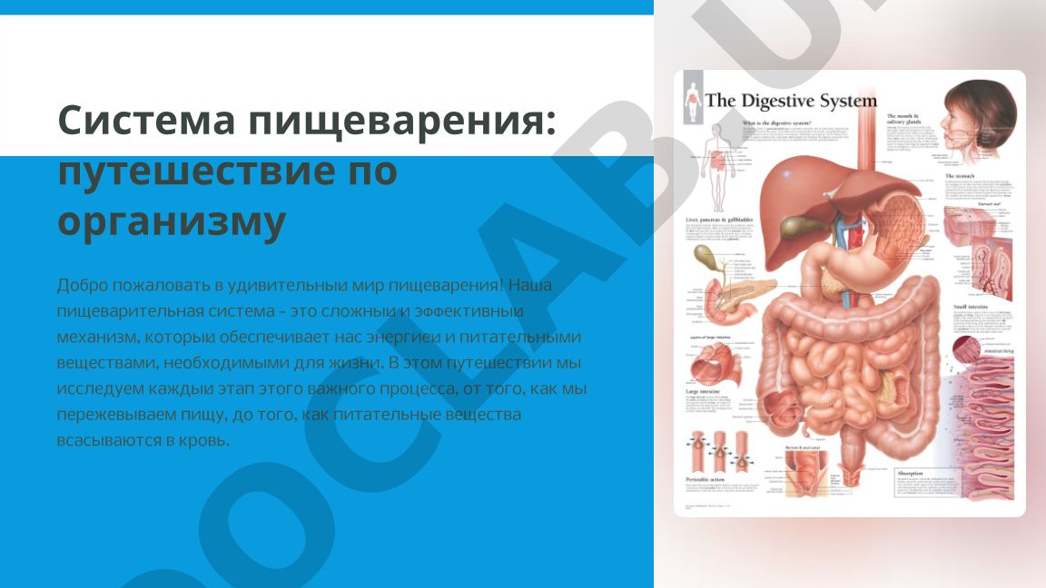 Система пищеварения: путешествие по организму