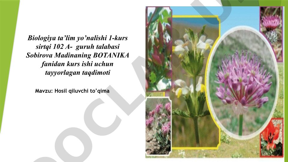 Hosil qiluvchi to'qima