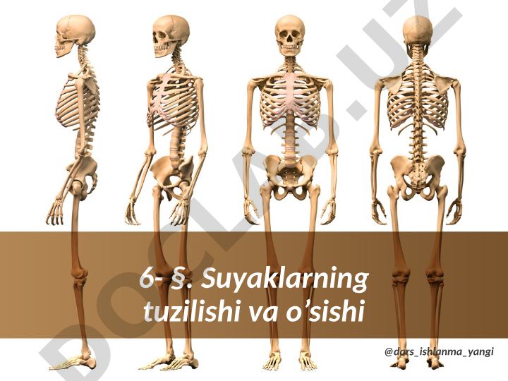 Suyaklarning tuzilishi va o'sishi