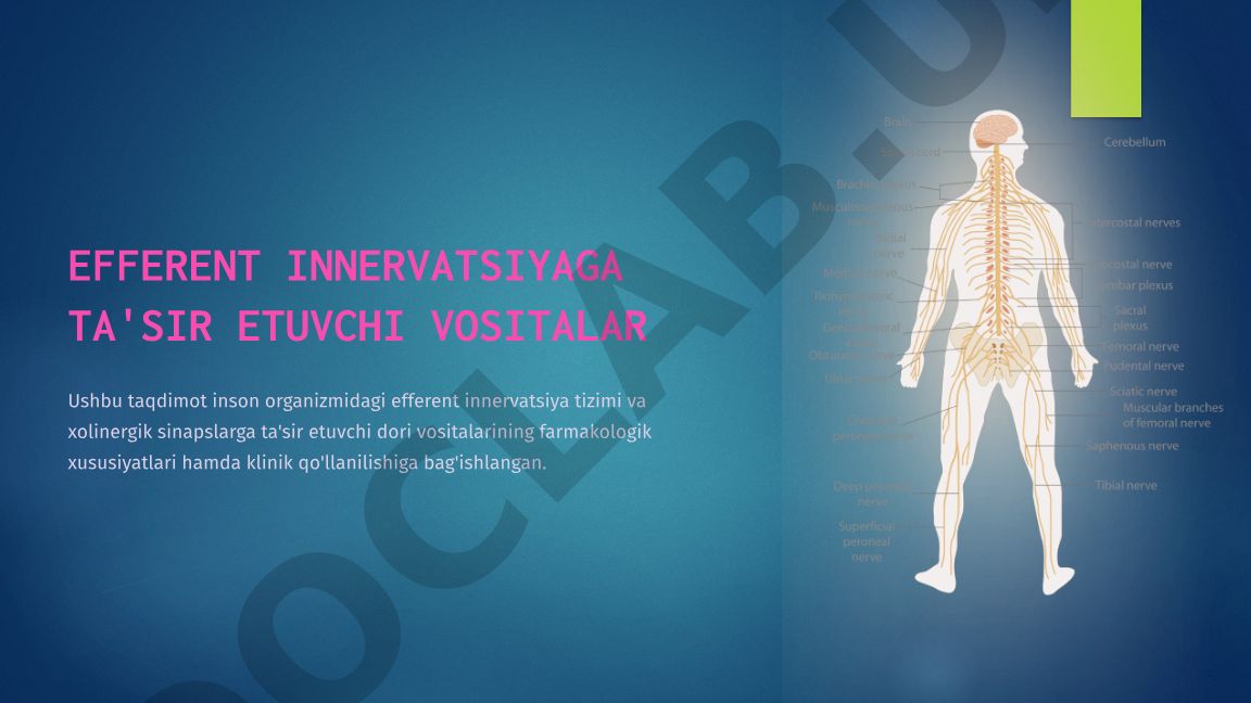 Efferent innervatsiya va xolinergik sinapslarga ta'sir etuvchi dori vositalari
