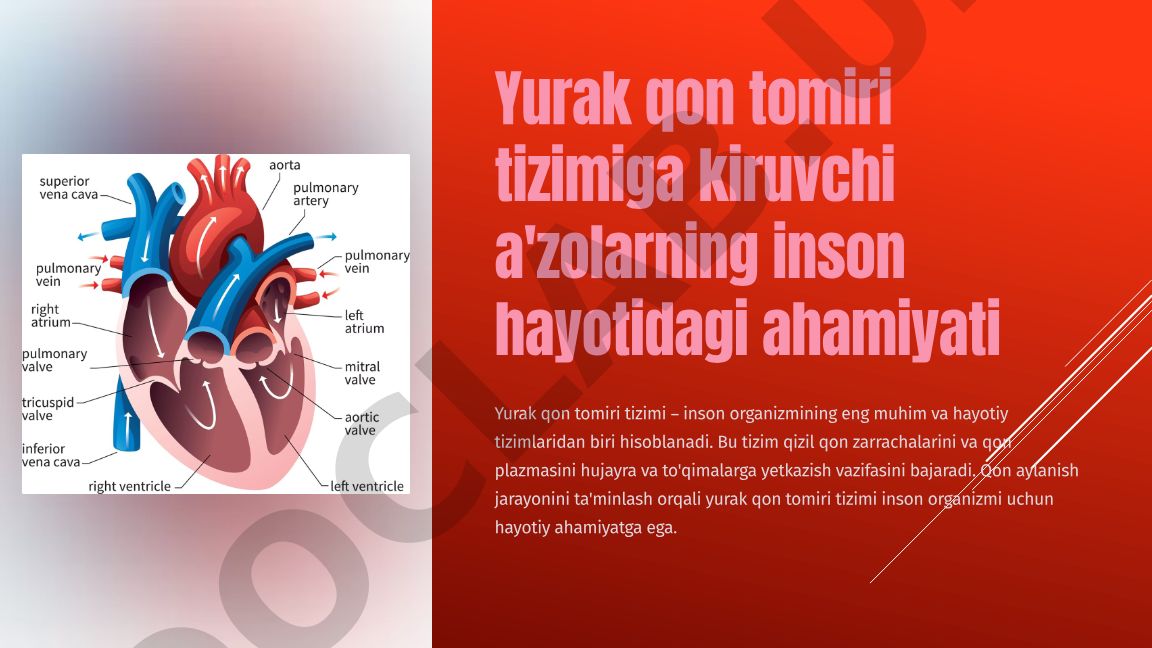 Yurak qon tomiri tizimining tuzilishi va funksiyasi