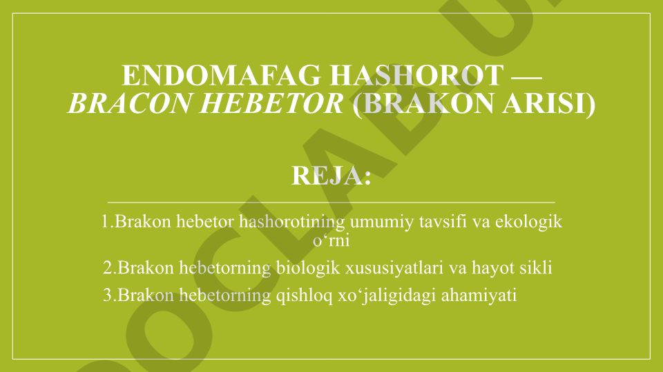 Bracon hebetor hashorotining biologik xususiyatlari va qishloq xo'jaligidagi ahamiyati