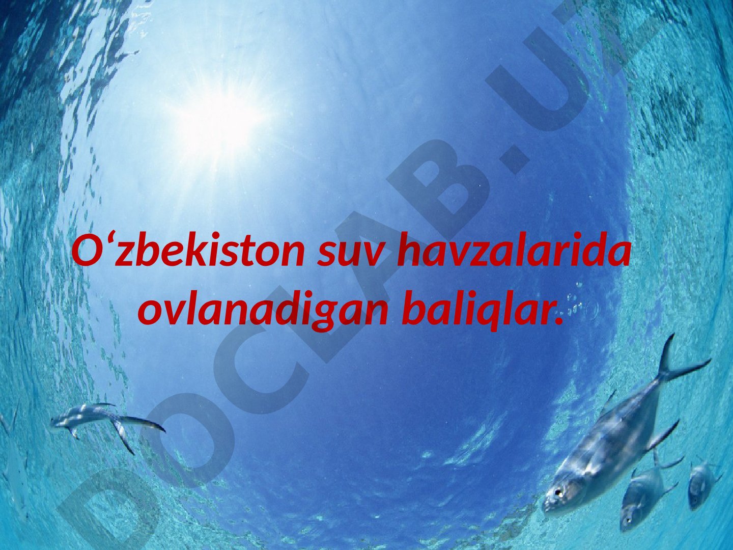 O‘zbekiston suv havzalarida ovlanadigan baliqlar