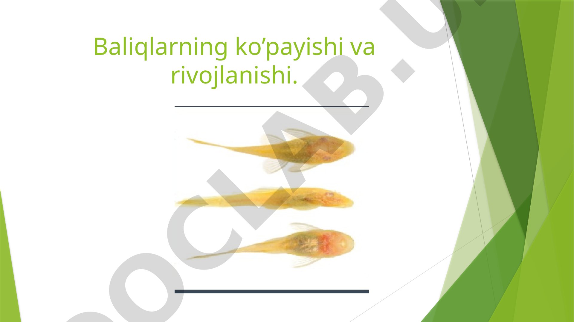 Baliqlarning ko'payishi va rivojlanishi